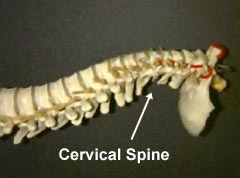 Neck pain Information  Mount Sinai - New York