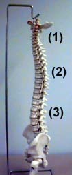 spine1